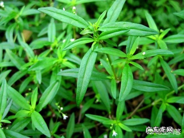 喝什么茶可以预防三高 喝什么茶可以预防鼻咽癌?