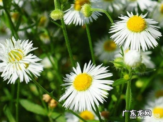 喝什么茶可以预防三高 喝什么茶可以预防鼻咽癌?