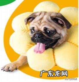 不喝奶粉的宝宝怎么断奶 七个月的宝宝断奶后不吃奶粉怎么办？