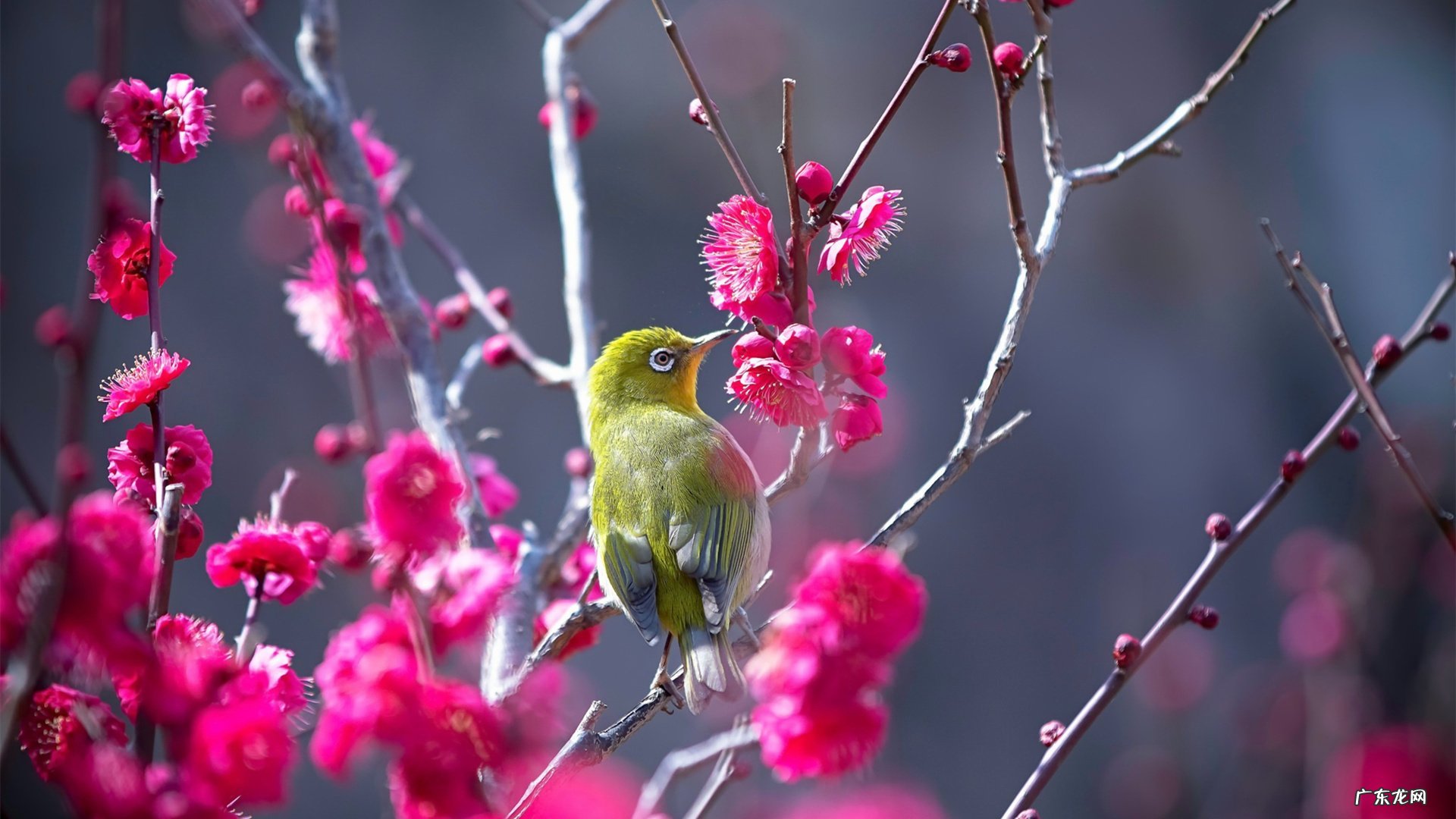 喝牛奶不运动会不会变成脂肪