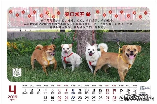 大家的宠物都叫什么?名字的背后有没有特殊的含义或经历?