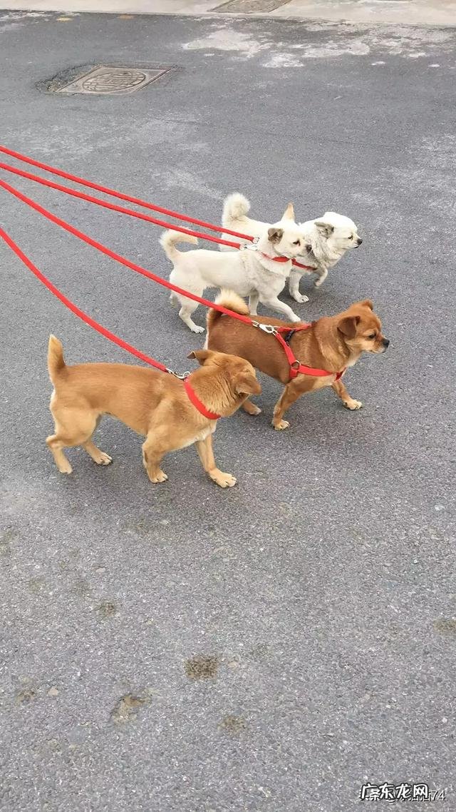 大家的宠物都叫什么?名字的背后有没有特殊的含义或经历?