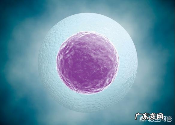 冻卵子是什么?阿娇为什么要冻卵子?