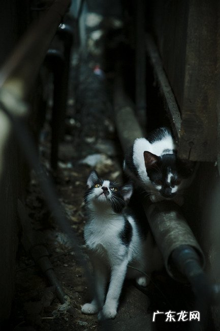 苹果胡萝卜牛奶粥要怎么做？