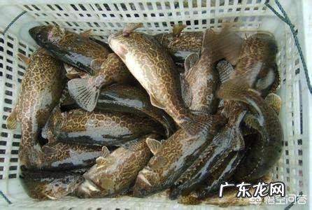 养殖鳜鱼要注意什么，养殖前景如何