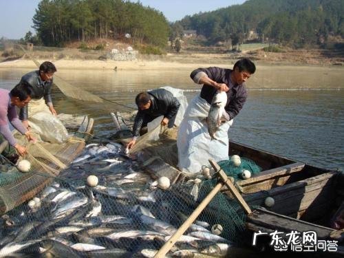 养殖鳜鱼要注意什么，养殖前景如何