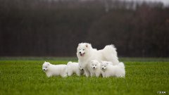 淘宝、天猫、聚划算有什么区别？