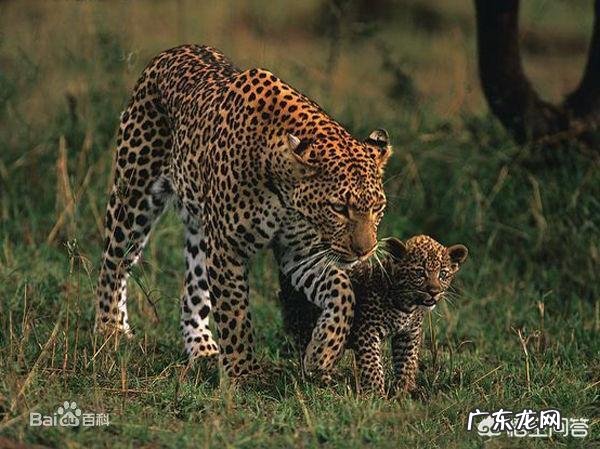 谁来科普一下,花豹,猎豹,美洲豹,怎么区别?