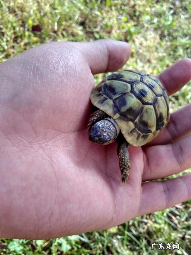 谁来科普一下,花豹,猎豹,美洲豹,怎么区别?