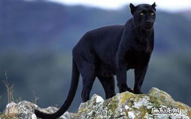 谁来科普一下,花豹,猎豹,美洲豹,怎么区别?