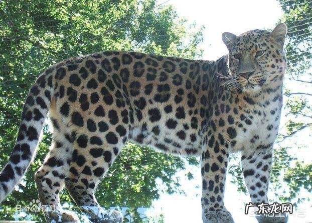 谁来科普一下,花豹,猎豹,美洲豹,怎么区别?