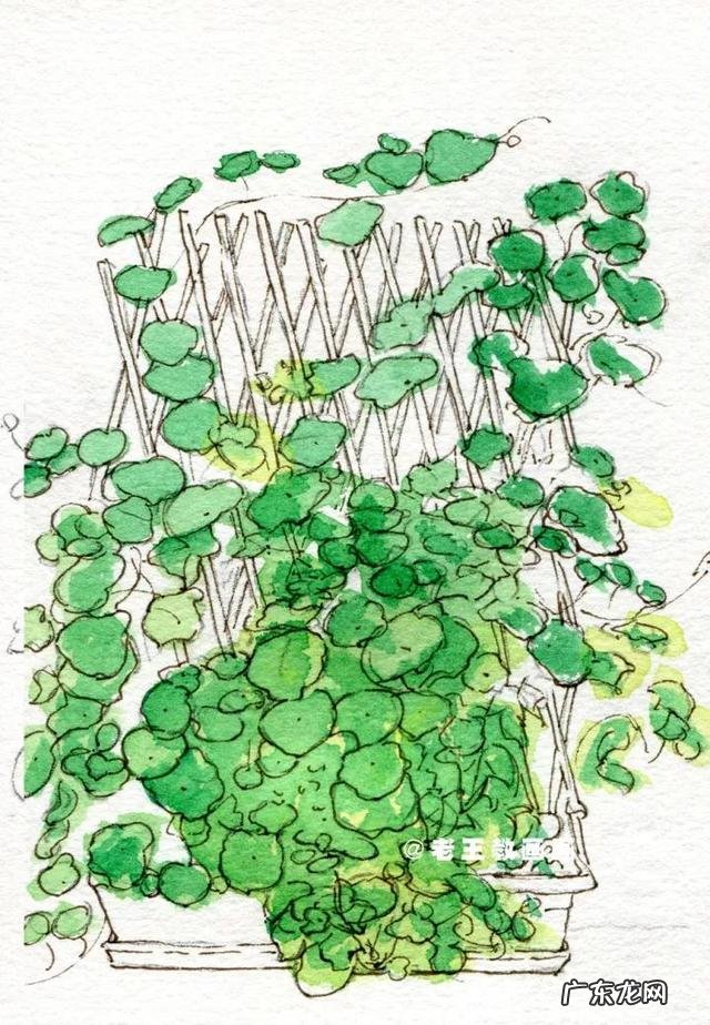 水彩应该如何使用?应该怎么画?