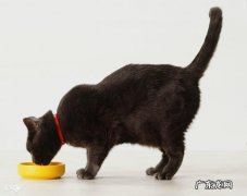 求助，家里的猫这几天突然不爱喝水？