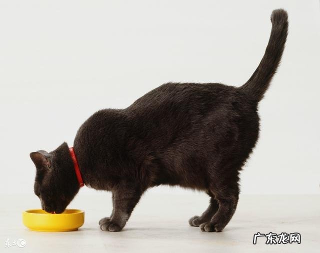 求助,家里的猫这几天突然不爱喝水?