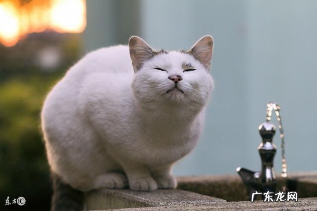 求助,家里的猫这几天突然不爱喝水?