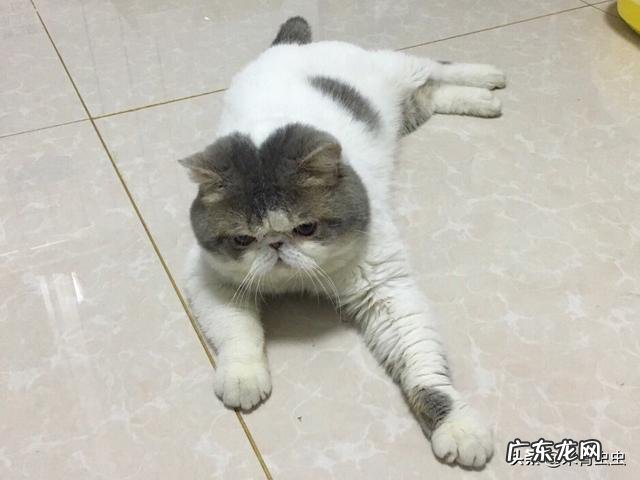 请问幼猫猫粮哪个品牌的比较好