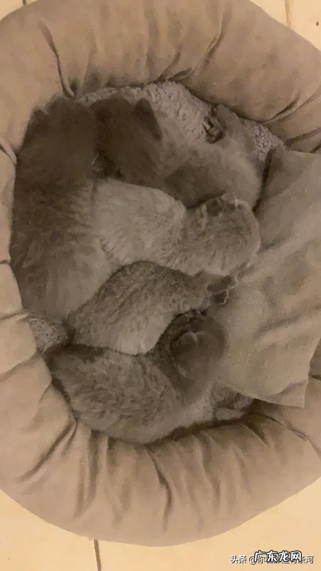 请问幼猫猫粮哪个品牌的比较好