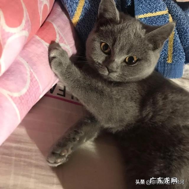 请问幼猫猫粮哪个品牌的比较好