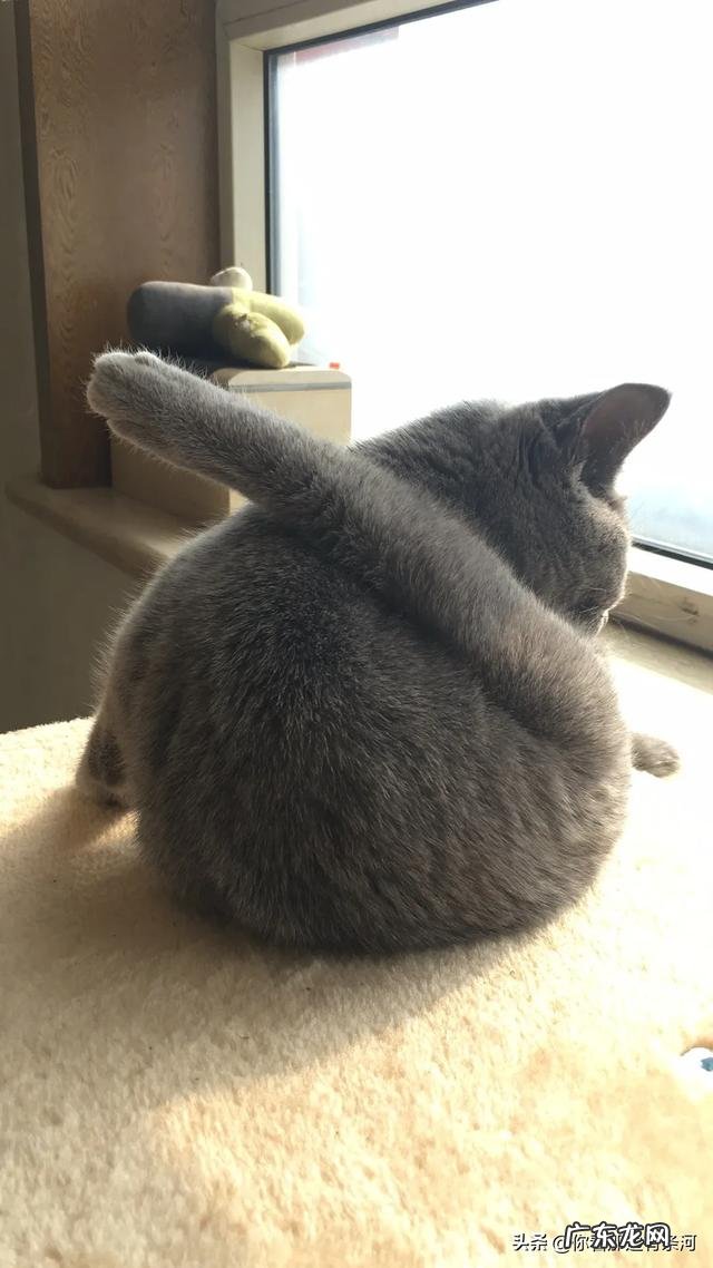 请问幼猫猫粮哪个品牌的比较好