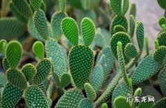 仙人掌捣烂可以zhi疗乳腺增生不 仙人掌捣烂能zhi乳腺增生吗？