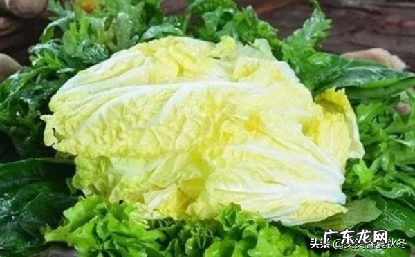 2021秋季大白菜行情走势分析 大白菜可以清毒，抗毒吗？