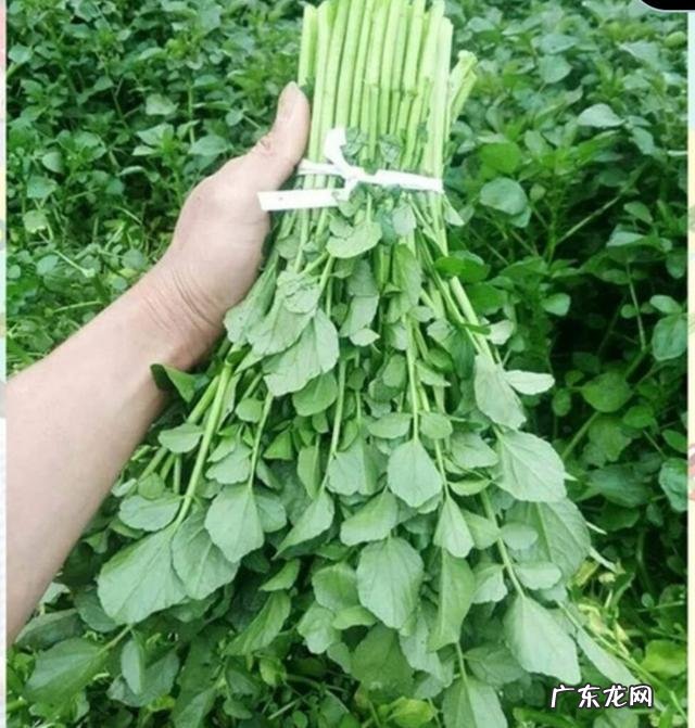 公司外派日本,我们和日本日常生活习惯之间有什么差异?