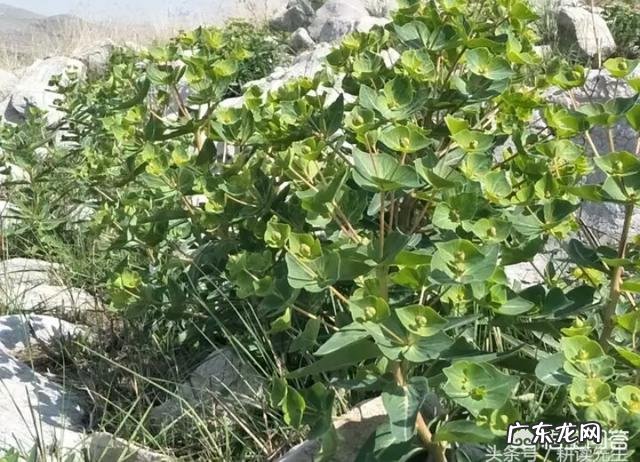 有人说中医没有用，大家觉得如何？