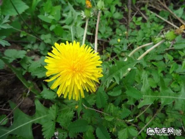 蒲公英和什么泡水喝起到能扩大血管的作用