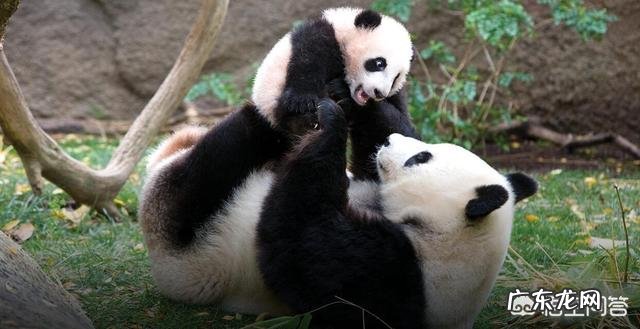 大熊猫攻击人，性命不保怎么办救援人员可以击毙熊猫吗