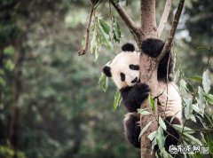 大熊猫攻击人，性命不保怎么办救援人员可以击毙熊猫吗