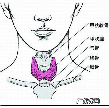 得了甲亢是什么样的一种体验