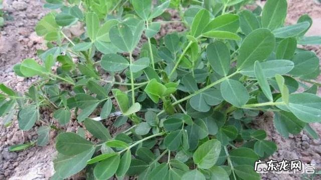 麦茬夏花生出草快出草多,杂草到底该如何防zhi