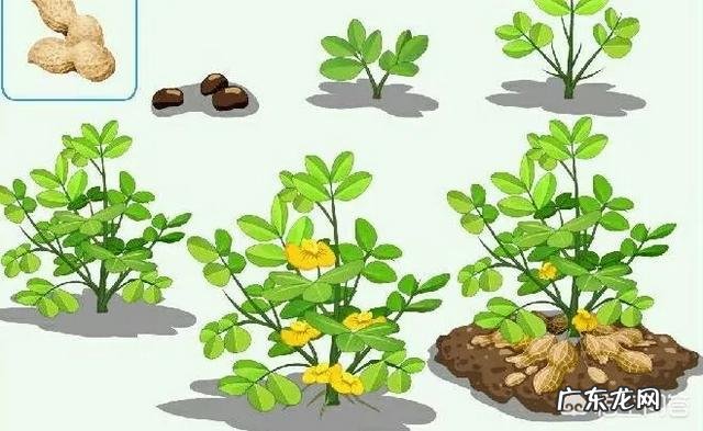 麦茬夏花生出草快出草多,杂草到底该如何防zhi