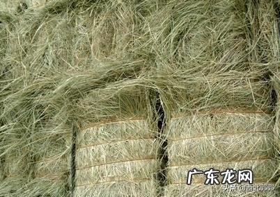 麦茬夏花生出草快出草多,杂草到底该如何防zhi