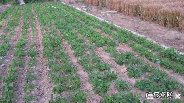 麦茬夏花生出草快出草多,杂草到底该如何防zhi