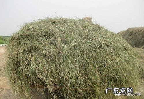 麦茬夏花生出草快出草多,杂草到底该如何防zhi