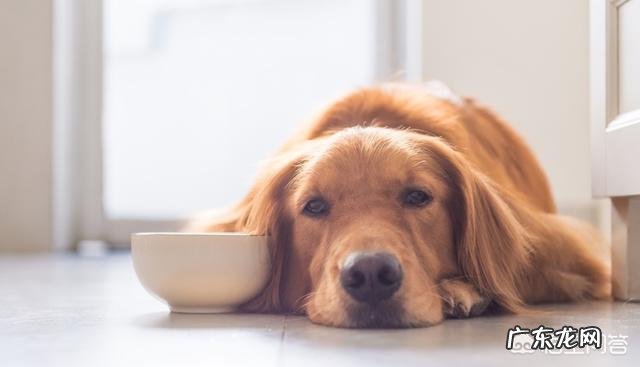 狗狗不爱吃东西，很瘦有可能是生病了吗？ 狗狗不吃东西瘦了