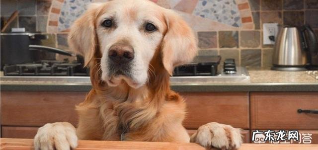 狗狗不爱吃东西，很瘦有可能是生病了吗？ 狗狗不吃东西瘦了