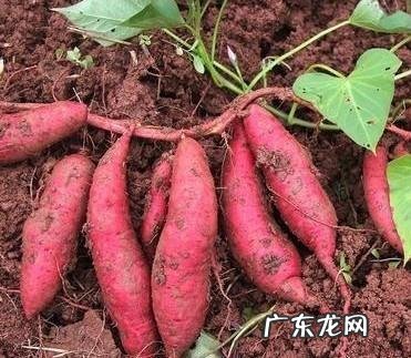 煮红薯汤用放盐吗，怎么好吃？