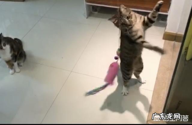 猫咪好几天不吃饭不喝水？