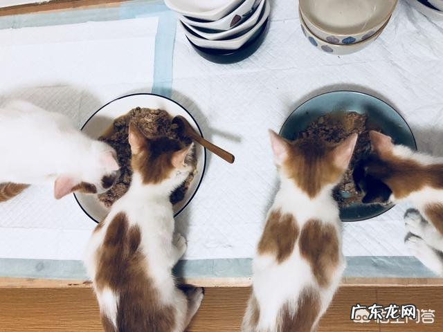 猫咪好几天不吃饭不喝水？