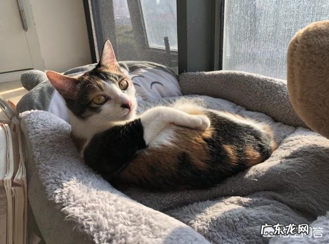 猫咪好几天不吃饭不喝水？