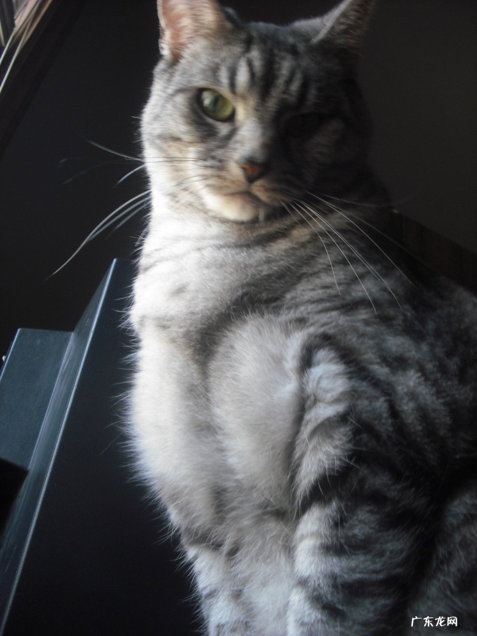 我每天喝一杯黑咖啡，对身体有什么好处和坏处