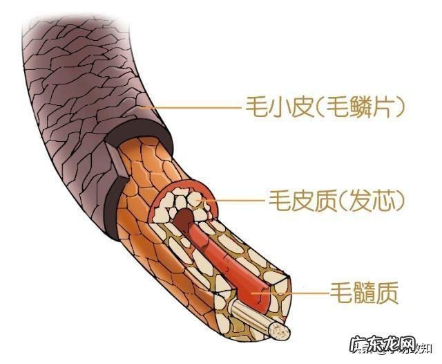 青少年长白头发是什么原因导致的?