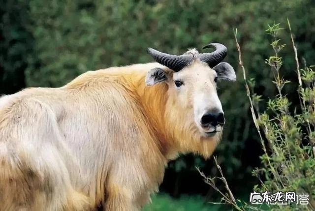 普通人在赤手空拳的情况下打得过大熊猫吗