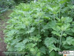 用艾草水洗澡有什么好处？