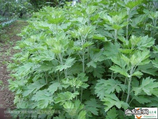 用艾草水洗澡有什么好处?