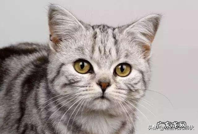 说一种 各种动物的身高、体长和寿命是多少？？