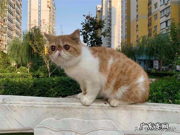 说一种 各种动物的身高、体长和寿命是多少？？