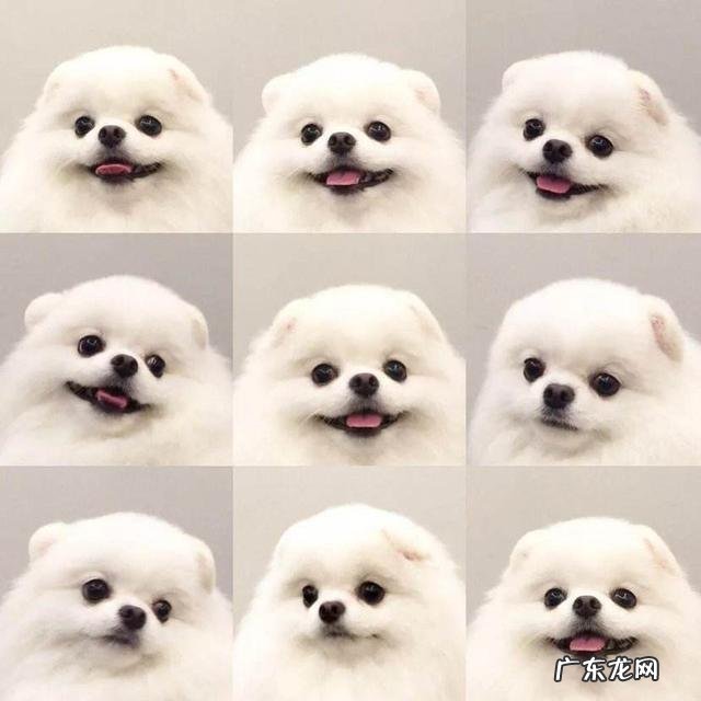 说一种 各种动物的身高、体长和寿命是多少??